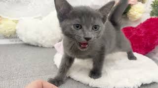 ロシアンブルーの動画01