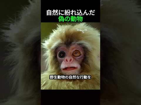 ロビン: ボタンの目と笛 自然と動物