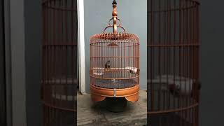 Download lagu Kicauan tieumi wambi mini gacor mp3 Download lagu Kicauan tieumi wambi mini gacor mp3