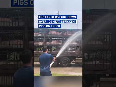 Firefighters cool down over 100 heat-stricken pigs on truck