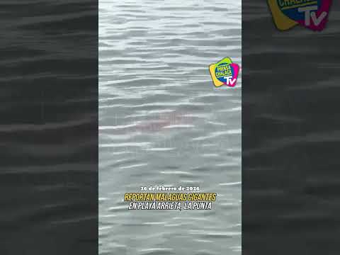 🔴REPORTAN MALAGUAS GIGANTES EN PLAYA ARRIETA, LA PUNTA 🌊👀‼️ #Callao #LaPunta #Chalacos #Mar