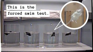 Panic, Terror, and Near Drowning: The Forced Swim Test