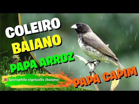 Kňažík žltobruchý (Sporophila nigricollis) — video o speve a chove