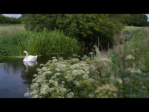 Not a Pentax 50mm f1.7 A vs M comparison lens review