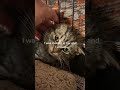 Spicy Kitten S First Vet Visit Couldn T Be Handled