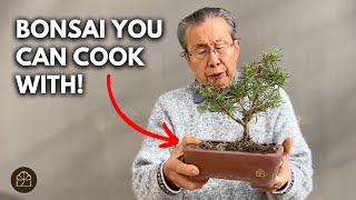 Bonsai for Cooking: How to Design Rosemary Bonsai Tree