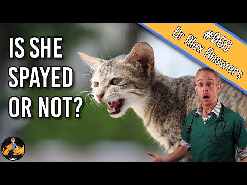 Is Your Cat Really Spayed? | Ovarian Remnant Syndrome in Cats - Cat Health Vet Advice