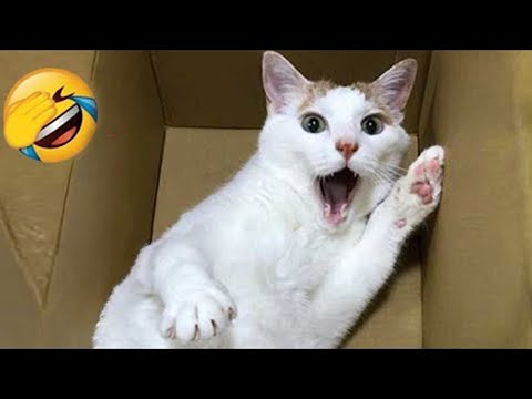 CLASSIC Dog and Cat Videos😹🐶1 HOURS of FUNNY Clips😻
