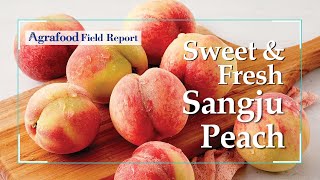 [Agrafood Field Report EP.06] Sweet and Fresh Sangju Peach