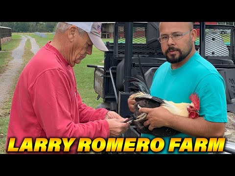 Larry Romero Albany Sweater Kelso | Larry Romero Farm Bacson Peralta Farm Visit Beautiful Birds
