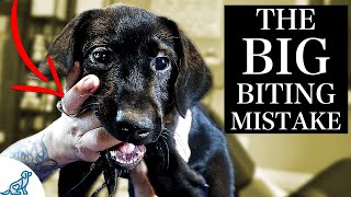 The BIGGEST Mistake People Make With A Puppy Biting Problem