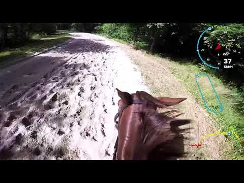 Oxlow et Miel 28-06-2019