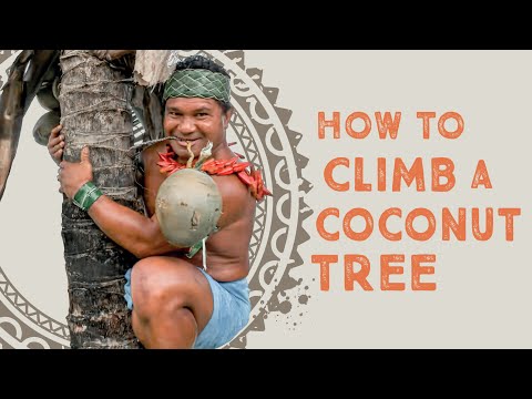 How To Climb a Coconut Tree