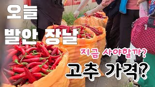반 태양초 고추 가격  ? 오늘 발안 장날 고추 가격 차이가  많이 난다    고추 지금 사야 할까? 나중에…