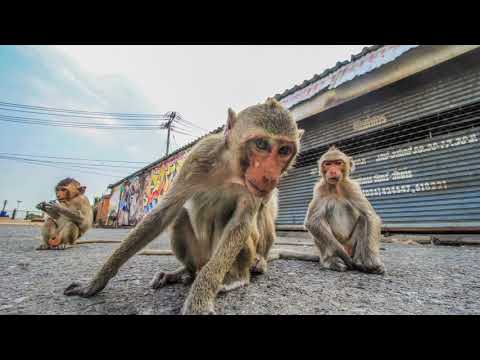 Saint Evo - Tinda Netsa feat. Idd Aziz (C Minor Remix)