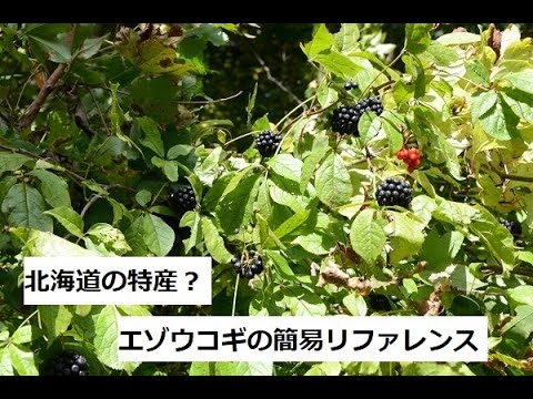 エゾウコギダクティルス ジャスペリ