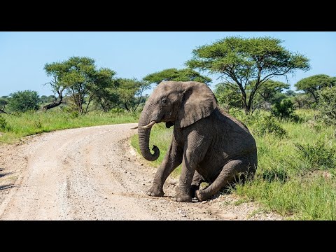 This Elephant Waited In The Same Spot For 2 Years - What He Was Waiting For Will Amaze You