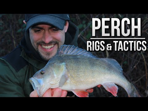 Perch Fishing with Prawns - Rigs & Tactics | TAFishing