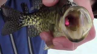 WISCONSIN GRINDERS-MID WINTER PANFISH part 1 of 2