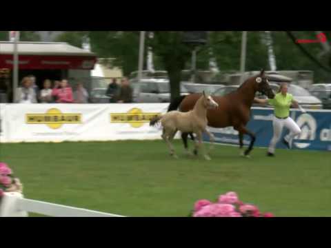 62 Rock it girl S SF v. The Braes my Mobility - Ruiz Soler