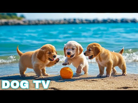 12 HORAS de música relajante para perros 🎵💖 Música para aliviar la ansiedad por separación 🐶