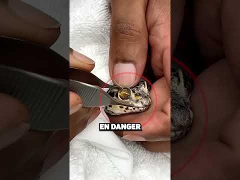 Never Peel a Gecko's Skin! 🦎😨