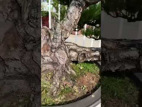 庭院盆栽