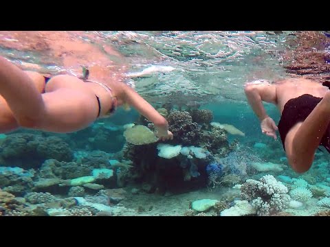 Bora Bora Pure Snorkeling Reef Discovery Tour: Day 2 in 4K