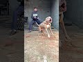DUKE Nikku Vlogz