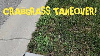 Summer Weed Nightmare? Identify &amp; Conquer Crabgrass, Spurge, and More!