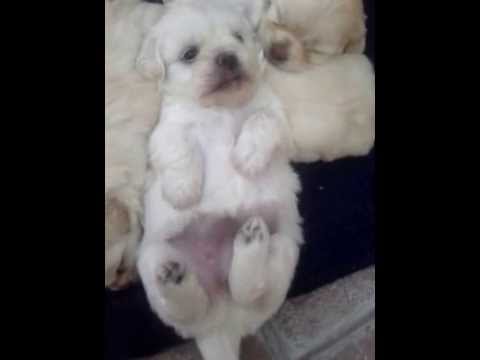 blanca y sus hermanas :)