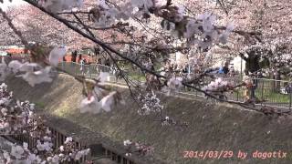 preview picture of video 'Japan Trip 2014 Tokyo Cherry-blossom viewing(Hanami) in Zenpukuji-gawa-ryokuchi park. 01626'