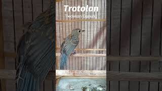 Download lagu Anakan Burung #Tledekan Gunung mp3