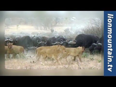 Lion pride face-off against Buffalo herd and comes second | Caught in the Act