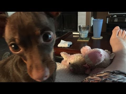 This Dog Brings Mom Her Special Bunny Whenever She's Sick.