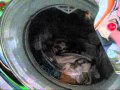 Hoover Dynamic Wash Dyn 10124 Dp 2 4