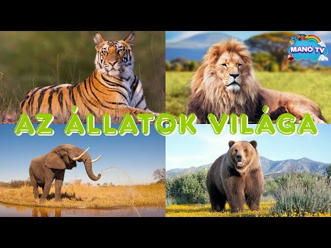 Fedezzük fel az állatok csodálatos világát! Fejlesztő videó gyerekeknek #animals #animal