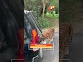 Tiger Attack Scary Tiger Pulls SUV Full Of Tourists OTV News