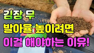 김장무 이것만 조심하면 발아율 높아요. 저장성 좋고 웃거름주는시기 / 김장무우파종시기