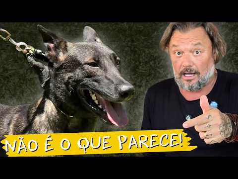 This Belgian Malinois is scary... even when it's not attacking 😳