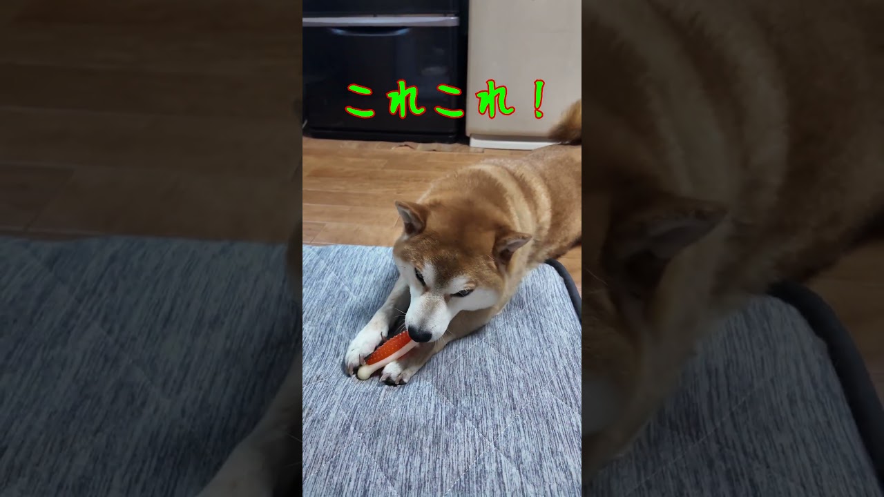 相手のものがよく見える柴犬さん(笑)　#柴犬 #犬 #shiba