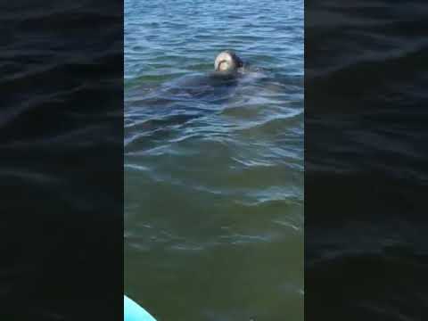 Manatees checking out our kayaks