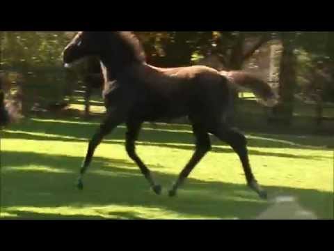 Dressage Foal  (Don Frederic x Krack C)