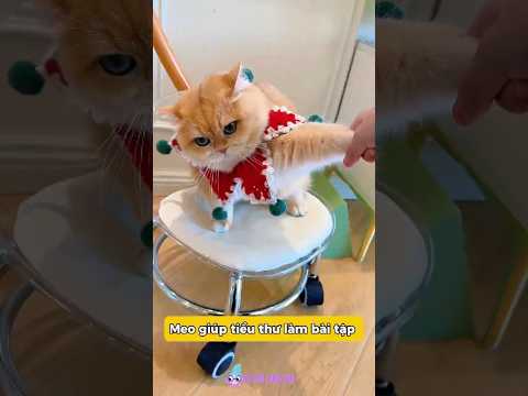 Mèo giúp tiểu thư làm bài tập