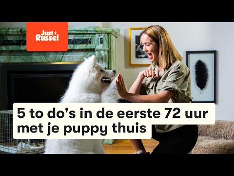 5 to do's in de eerste 72 uur met je puppy thuis
