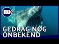 Eerste keer reuzenhaaien gefilmd voor Schotse kust | NU.nl