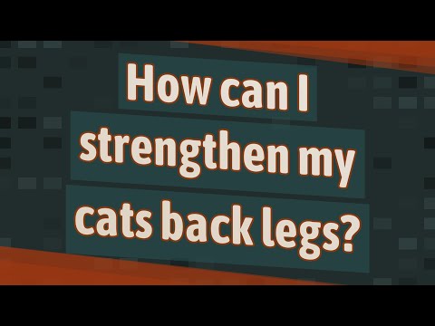 How can I strengthen my cats back legs?