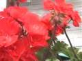 RED GERANIUMS by BIRD MANCINI