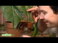 Sesame Street Wild Nature Survivor Guy Trailer