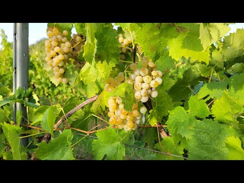 Italian Grape Harvest - Vendemmia